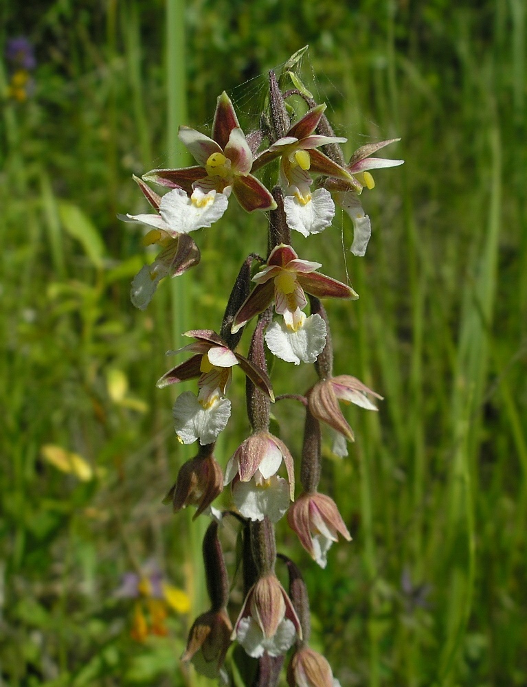 Image of Epipactis palustris specimen.