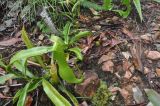 genus Nepenthes. Вегетирующее растение. Остров Борнео (Калимантан), Малайзия, провинция Сабах, склон горы Трас-Мади, 1300 м н.у.м., горный лес. 23.02.2013.