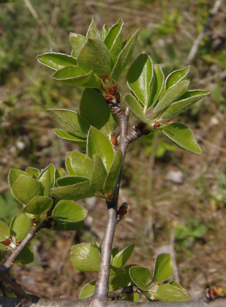 Image of genus Pyrus specimen.