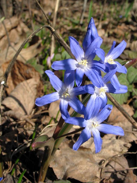 Image of Chionodoxa forbesii specimen.