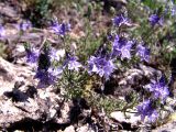 Veronica multifida