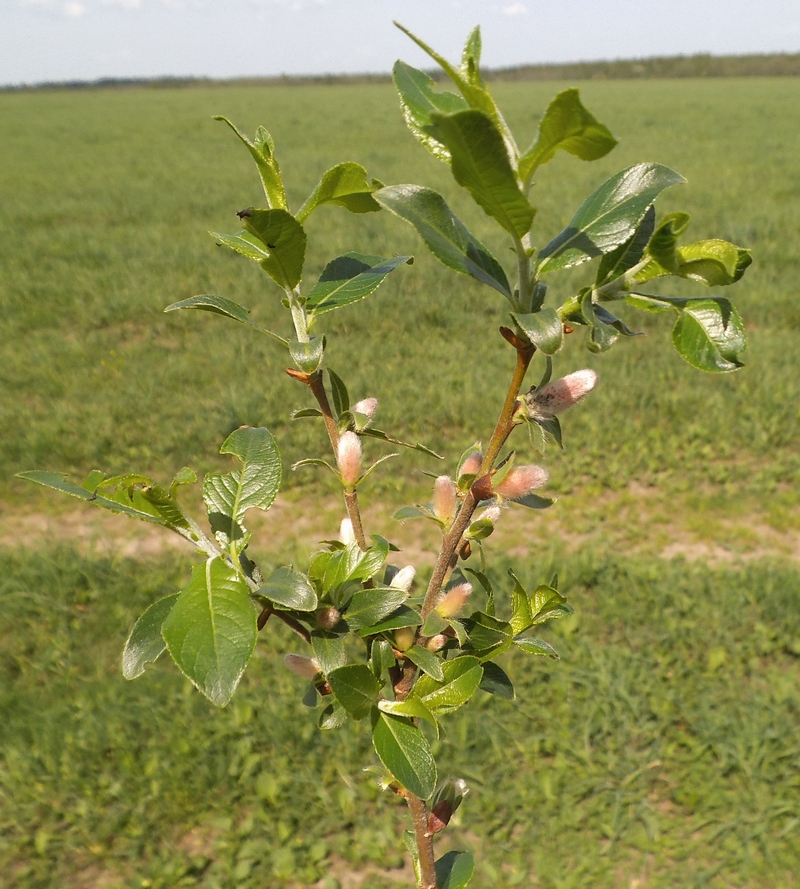 Image of Salix × eriophora specimen.