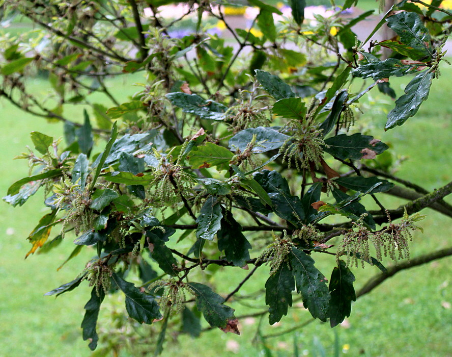 Image of Quercus × hispanica specimen.