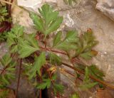 Geranium robertianum. Листья. Крым, окр. пос. Никита, Никитская расселина. 24.05.2013.