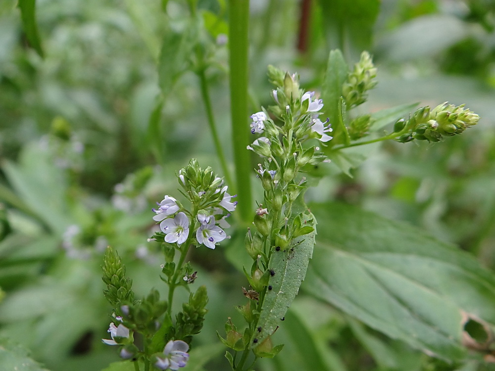 Image of Veronica anagallis-aquatica specimen.