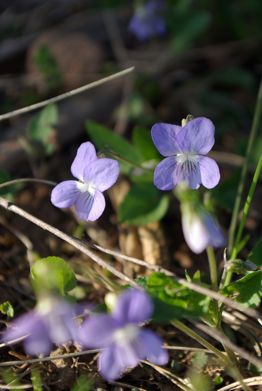 Image of Viola canina specimen.
