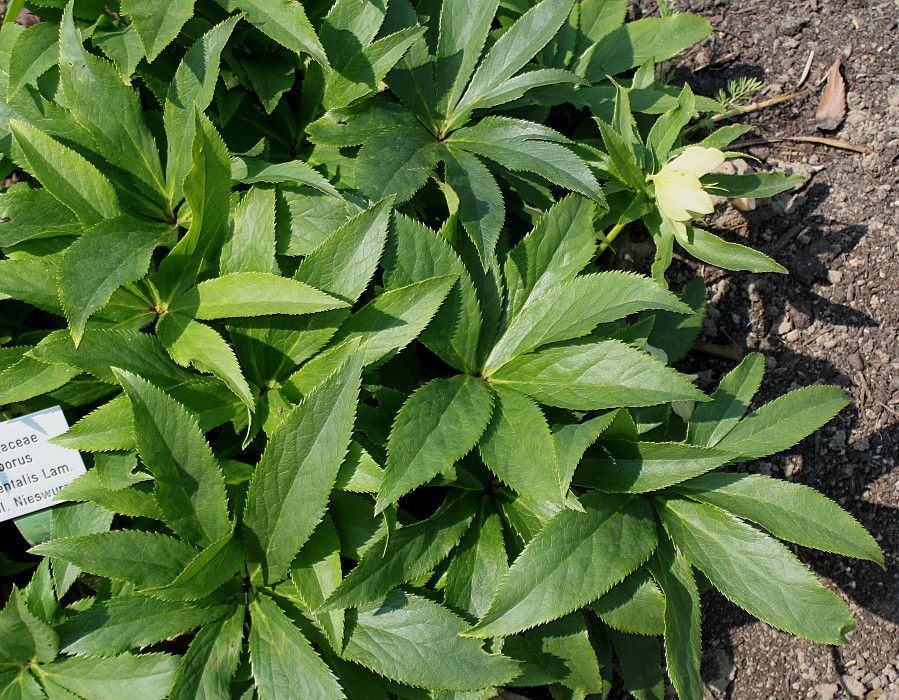 Image of Helleborus orientalis specimen.