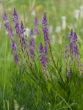 Polygala comosa. Соцветия. Ленинградская обл., Гатчинский р-н, окр. пос. Пудость, заросший отвал грунта у дороги близ старого травертинового карьера. 08.06.2013.