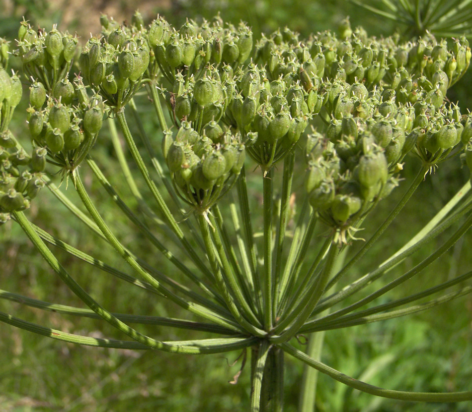 Изображение особи Heracleum asperum.