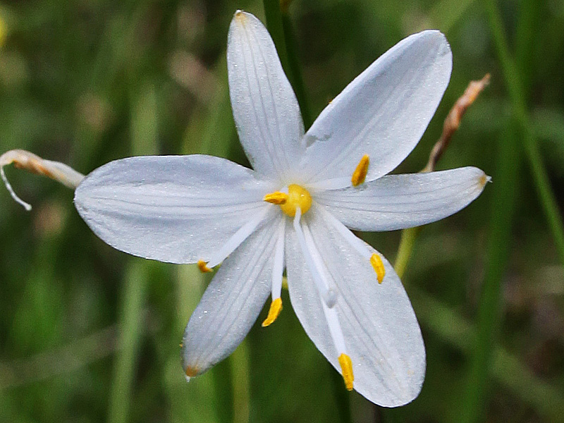 Image of Anthericum ramosum specimen.