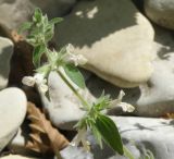 Stachys pubescens. Верхушка побега с цветками и бутонами. Черноморское побережье Кавказа, щель Прасковеевская, русло реки Джанхот. 23.08.2013.