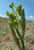 Image of taxon representative. Author is Максим Кучеров