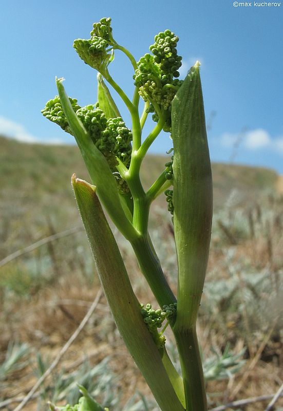 Image of Ferula caspica specimen.