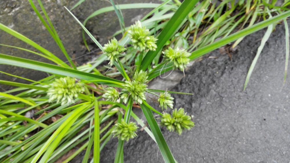 Изображение особи Cyperus eragrostis.