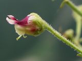 Scrophularia olympica