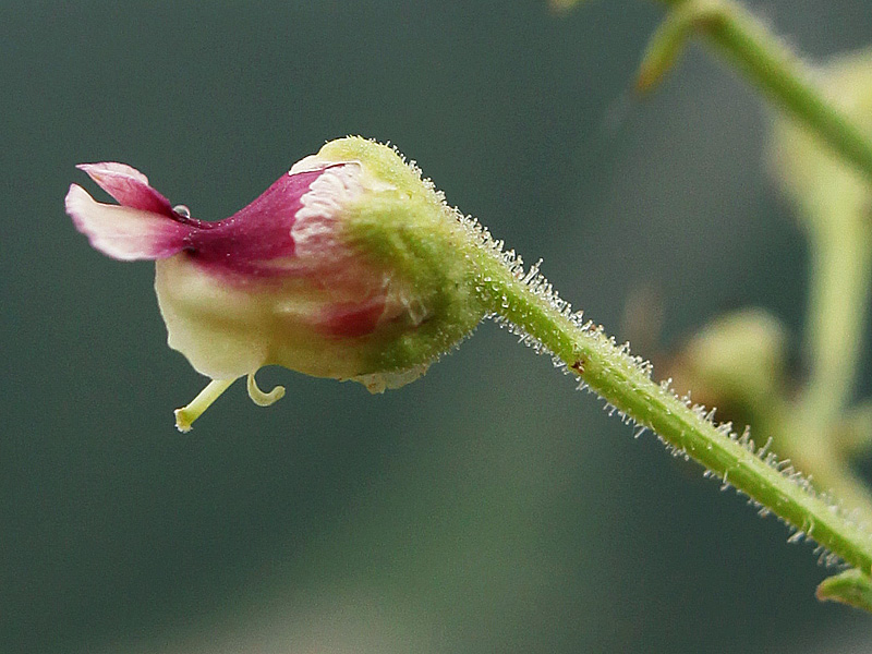 Изображение особи Scrophularia olympica.