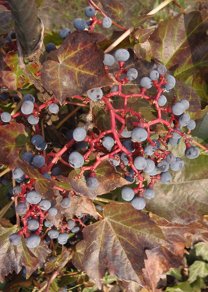 Image of Parthenocissus tricuspidata specimen.