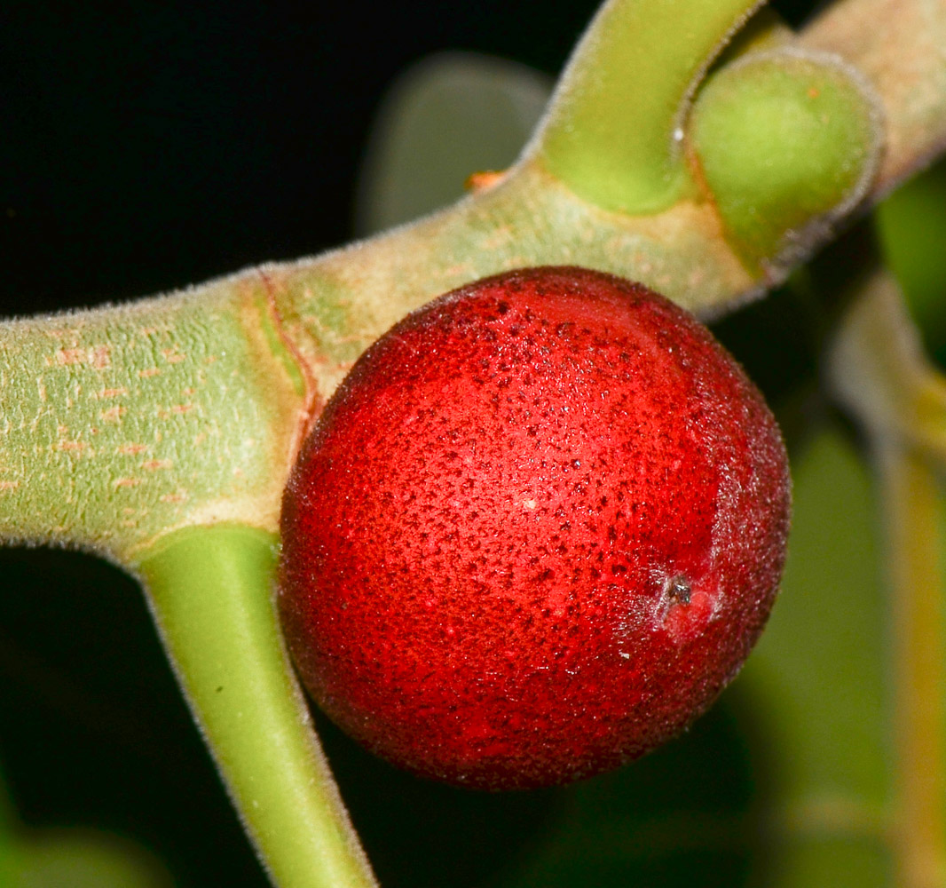 Изображение особи Ficus benghalensis.