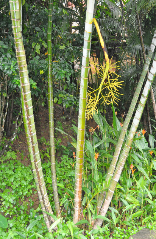 Image of Dypsis lutescens specimen.