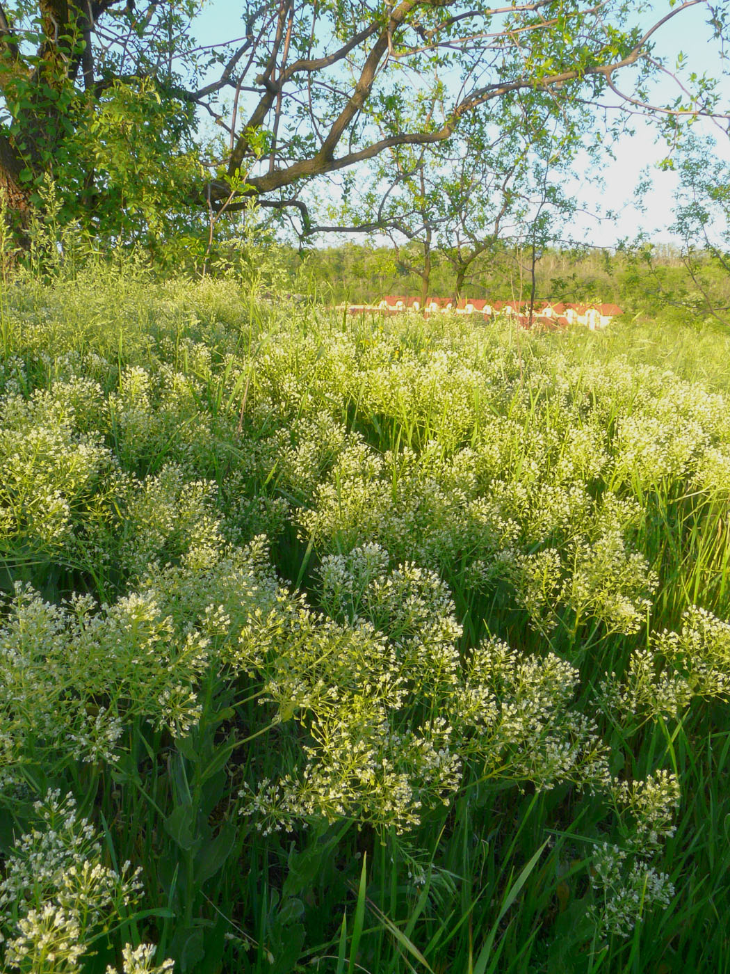 Image of Cardaria draba specimen.