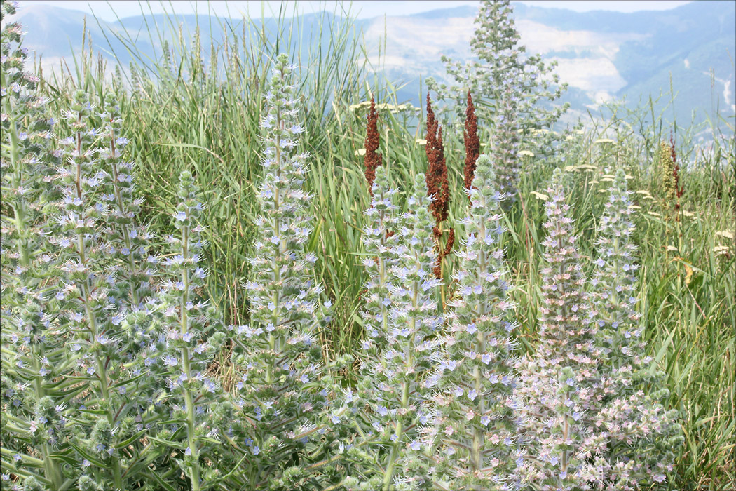 Image of Echium biebersteinii specimen.