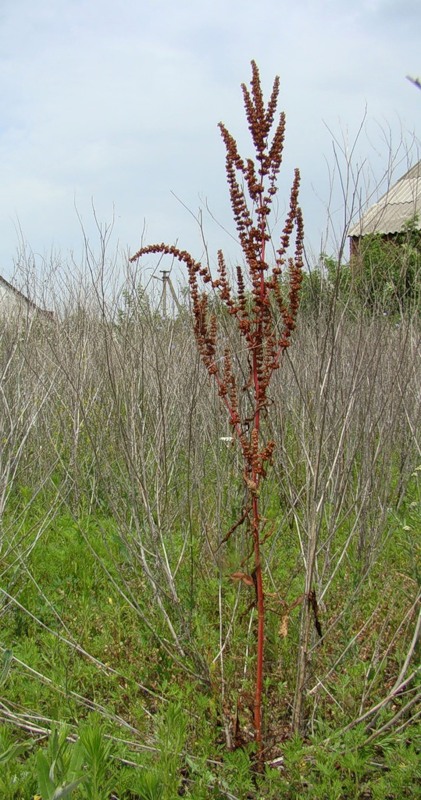 Изображение особи Rumex stenophyllus.