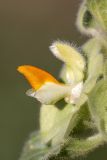 Eremostachys isochila