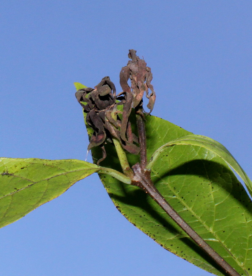 Image of Calycanthus occidentalis specimen.