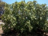 Ficus carica. Плодоносящие деревья. Греция, Центральная Македония, ном Пиерия, окр. Платамонаса. 17.07.2013.