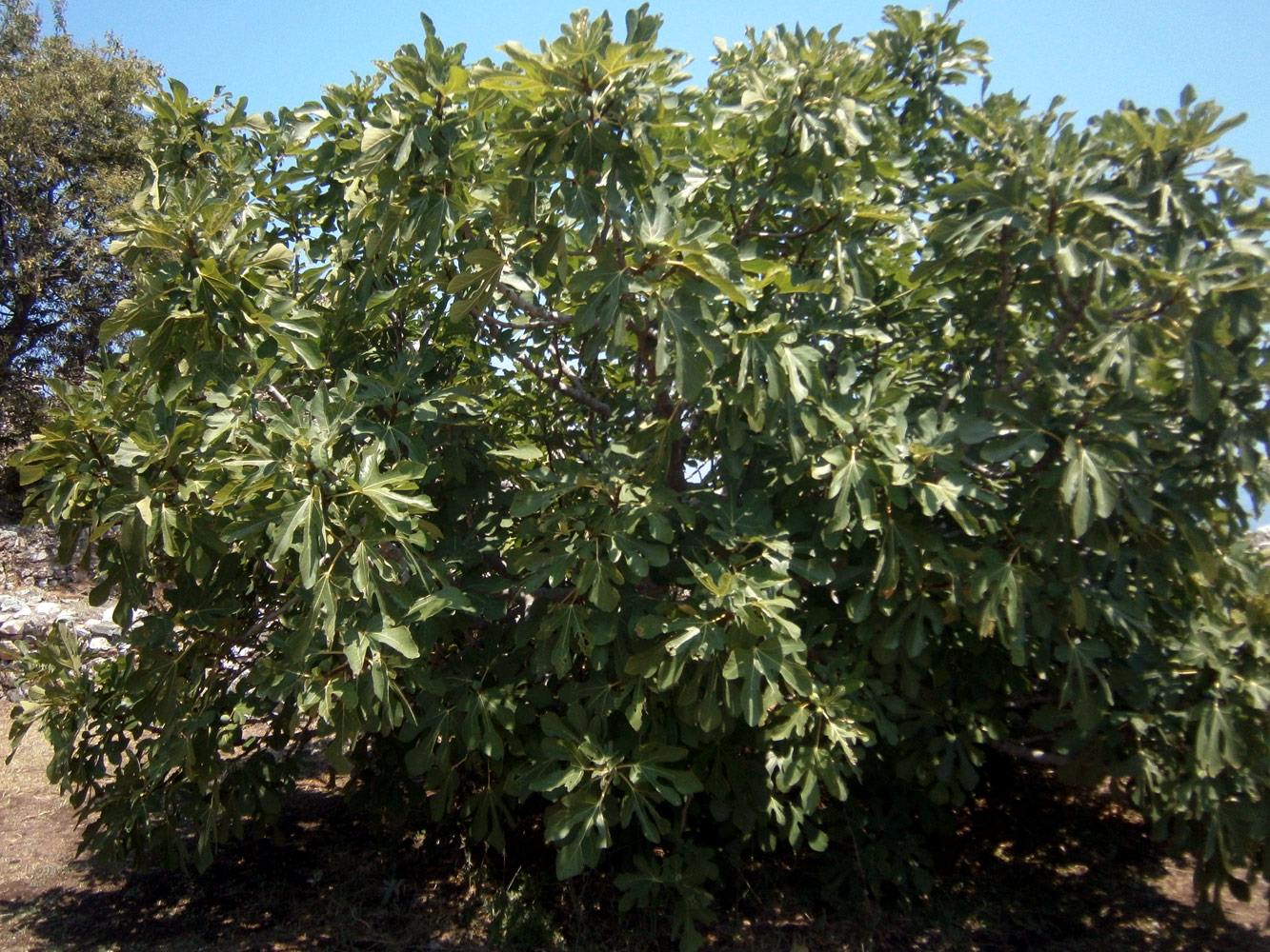 Изображение особи Ficus carica.