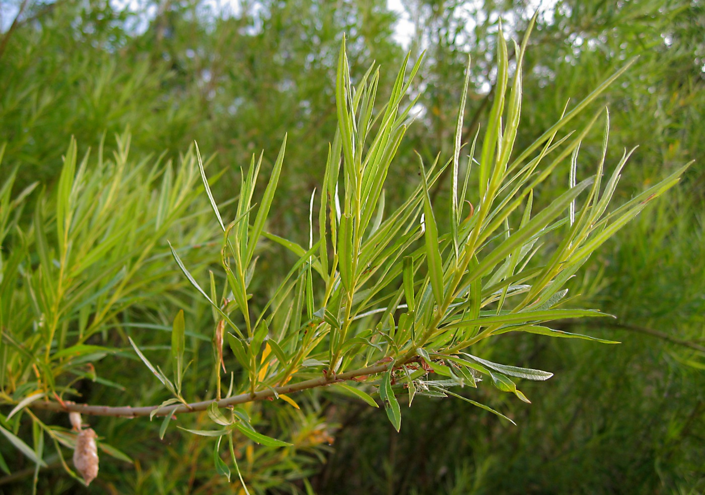 Image of Salix viminalis specimen.