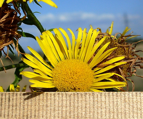 Image of Inula britannica specimen.