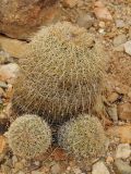 Coryphantha recurvata