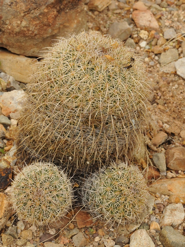 Изображение особи Coryphantha recurvata.