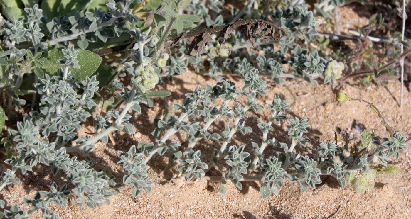 Image of Medicago marina specimen.