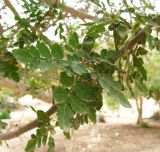 семейство Burseraceae