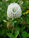 Trifolium pratense