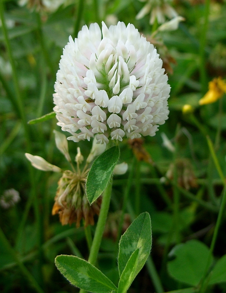 Изображение особи Trifolium pratense.