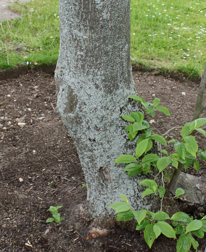 Image of Diospyros lotus specimen.