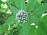 Eupatorium lindleyanum