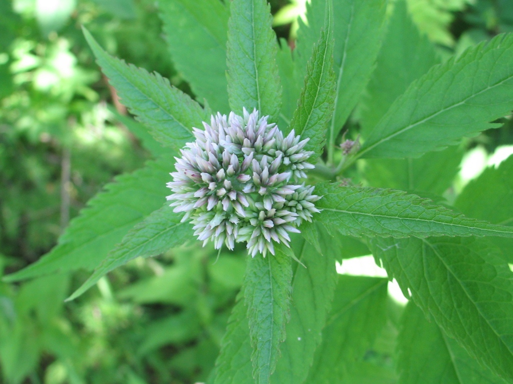 Image of Eupatorium lindleyanum specimen.