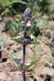 Phlomoides angreni