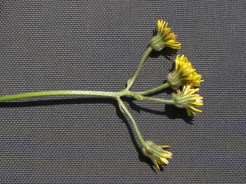 Изображение особи Crepis marschallii.
