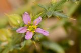 Fagonia bruguieri