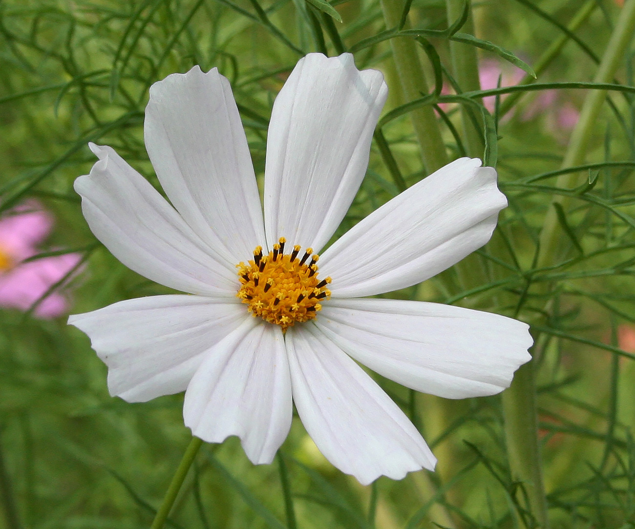 Image of Cosmos bipinnatus specimen.