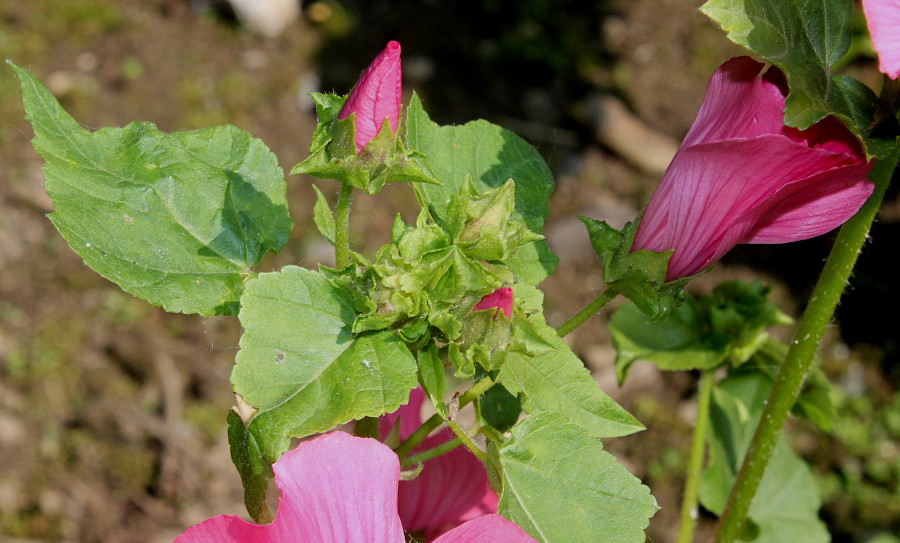 Изображение особи Malva trimestris.