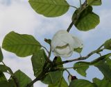 Magnolia sieboldii. Верхняя часть ветки с цветком. Германия, г. Дюссельдорф, Ботанический сад университета. 02.06.2014.