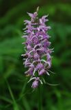 Dactylorhiza fuchsii. Соцветие. Тверская обл., Пеновский р-н, торфянистый берег лесного ручья. 10.07.2009.