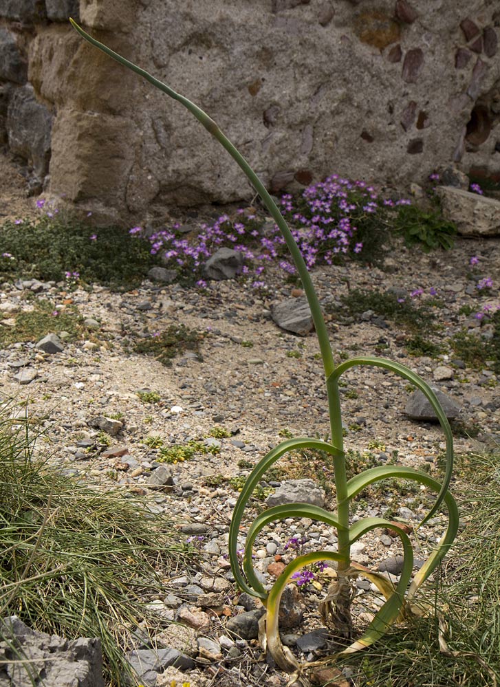 Image of Allium ampeloprasum specimen.