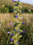 Echium vulgare